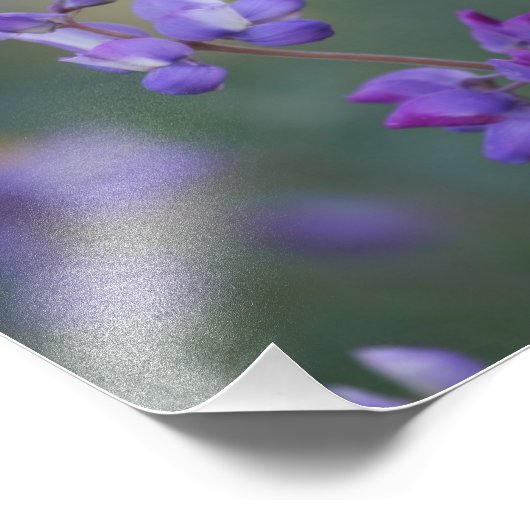 Lupineveld Foto Afdruk (Hoek)