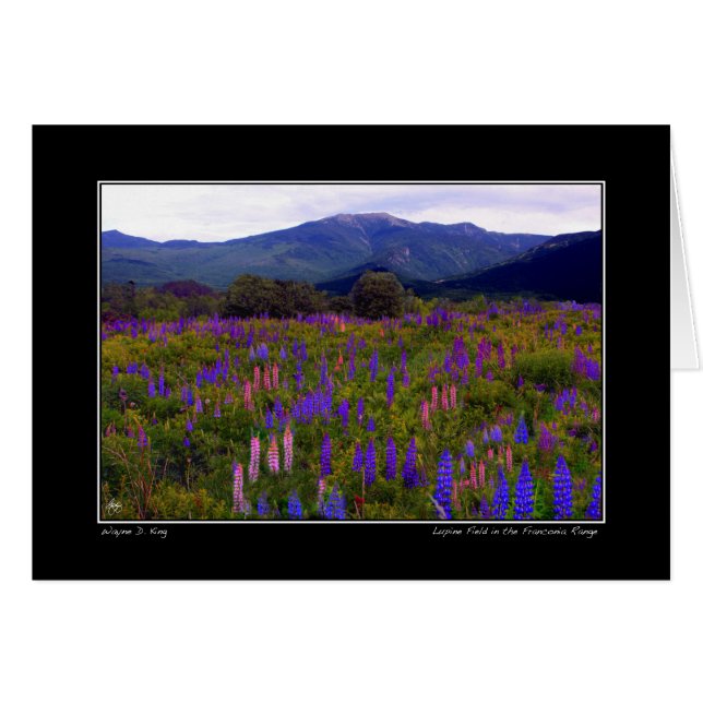 Lupineveld in Franconia Range Card (Voorkant Horizontaal)