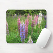 Lupins bij Winkworth Arboretum, Surrey Muismat (Met muis)