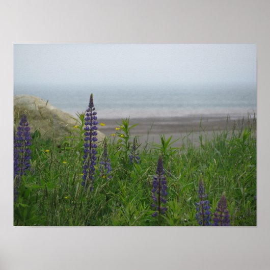 Lupins Donnant Sur La Baie De Fundy Affiche Imprim (Devant)