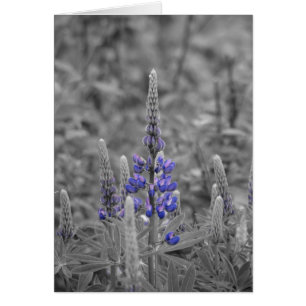 Lupins du Cap-Breton