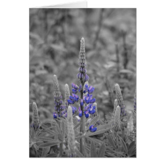 Lupins du Cap-Breton