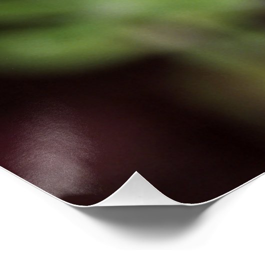 Lupinus texensis - affiche du Texas Bluebonnet (Coin)