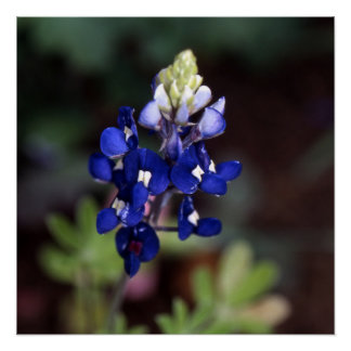 Lupinus texensis - Texas Bluebonnet Poster Perfect Poster