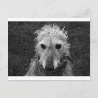 Lurcher Briefkaart