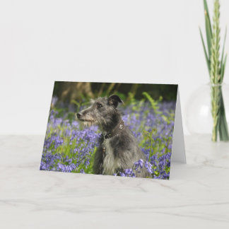 Lurcher dans la carte de voeux de jacinthes des