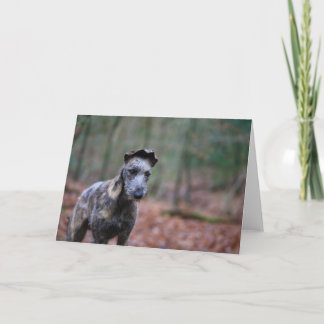 Lurcher dans la carte de voeux de région boisée