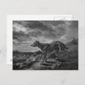 Lurcher Dogs  Tekening Briefkaart (Voorkant / Achterkant)