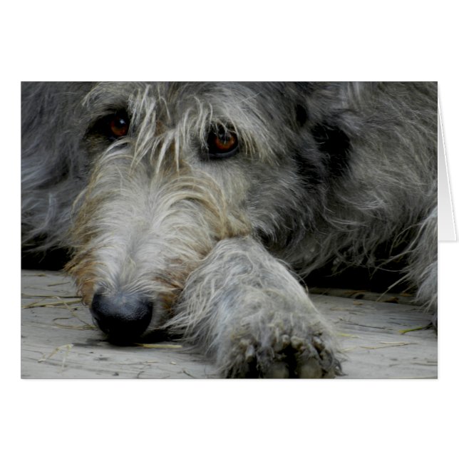 Lurcher étroit - carte (Devant horizontal)