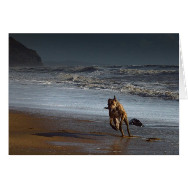 Lurcher Greyhound op Beach (Voorkant Horizontaal)