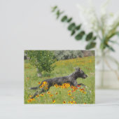 Lurcher Traversant Un Champ Fleuri - Carte Postale (Debout devant)