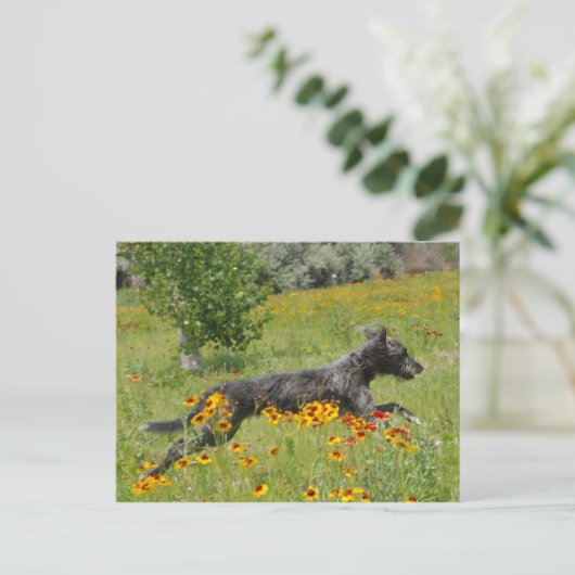 Lurcher Traversant Un Champ Fleuri - Carte Postale (Debout devant)