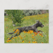 Lurcher Traversant Un Champ Fleuri - Carte Postale (Devant)