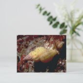 Lurid dwarf triton (Ocenebra lurida) Shell Briefkaart (Staand voorkant)