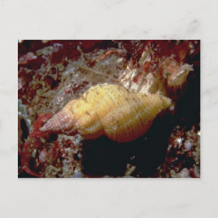Lurid dwarf triton (Ocenebra lurida) Shell Briefkaart