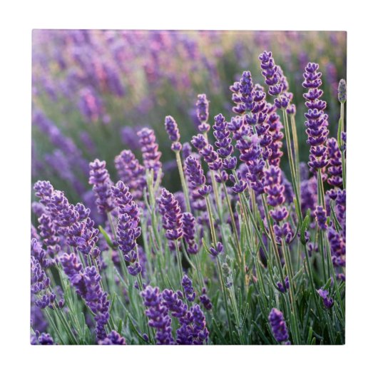 Luscious Lavender Tegeltje (Voorkant)