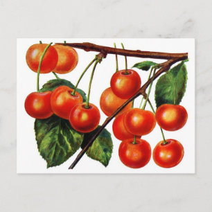 Luscious Sweet Cherries Briefkaart