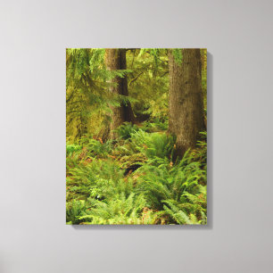 Lush Forest & Ferns   Ecola State Park, Oregon Canvas Afdruk