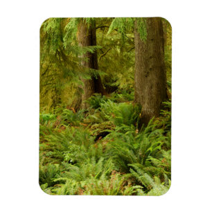 Lush Forest & Ferns   Ecola State Park, Oregon Magneet