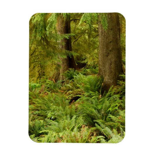 Lush Forest & Ferns | Ecola State Park, Oregon Magneet (Verticaal)