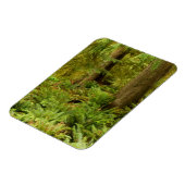 Lush Forest & Ferns | Ecola State Park, Oregon Magneet (Linkerzijde)