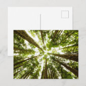 Lush Green Rain Forest Briefkaart (Voorkant / Achterkant)