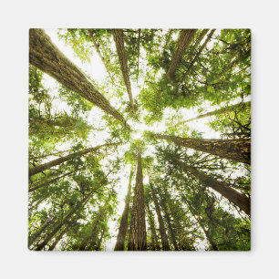 Lush Green Rain Forest Magneet
