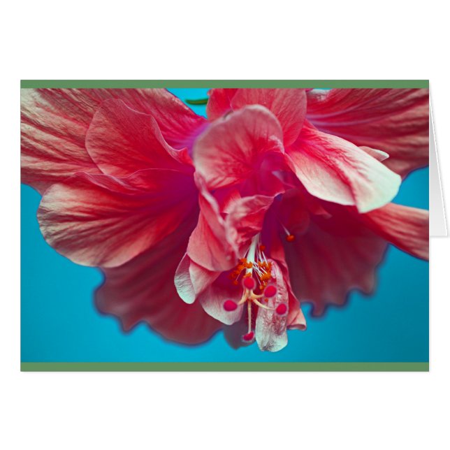 Lush hibiscus (Voorkant Horizontaal)