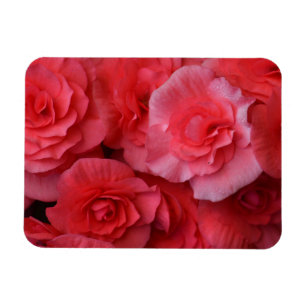 Lush Pink Begonia Magneet