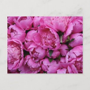 Lush Pink Peony Flowers Briefkaart