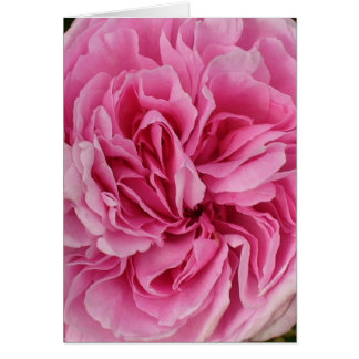 Lush Pink Rose