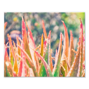 L'usine colorée d'agave incline la copie de photo