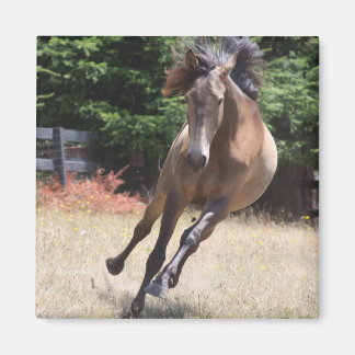 Lusitano-paard in vrijheid Magnet Magneet