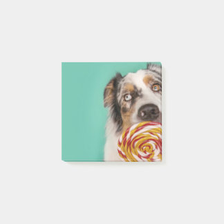 Lustiger Australian Shepherd Hund mit Lolli Post-it® Notes