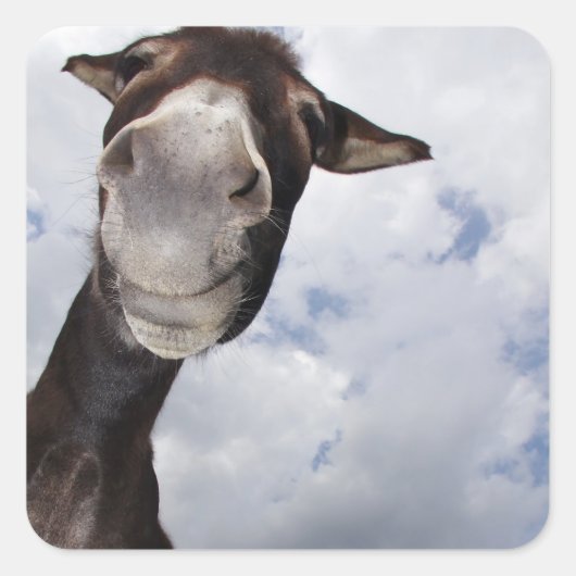 lustiger Esel Vierkante Sticker (Voorkant)
