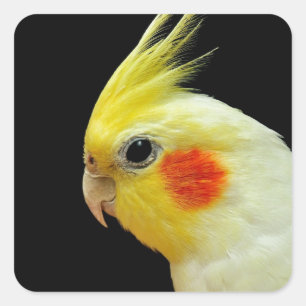Lutino Cockatiel Vierkante Sticker