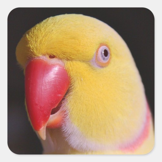 Lutino Indian Ringnek Parakeet Beak Vierkante Sticker (Voorkant)