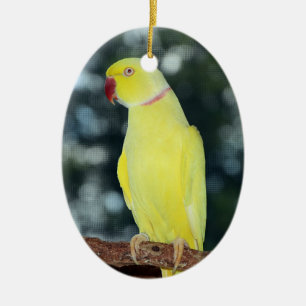 Lutino Indian Ringnek Parakeet Natuur Keramisch Ornament