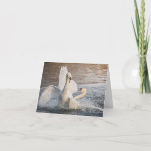 Lutter contre les cygnes Carte photo de la nature