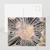 Lux ex Tenebris Briefkaart (Voorkant / Achterkant)