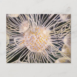 Lux ex Tenebris Briefkaart