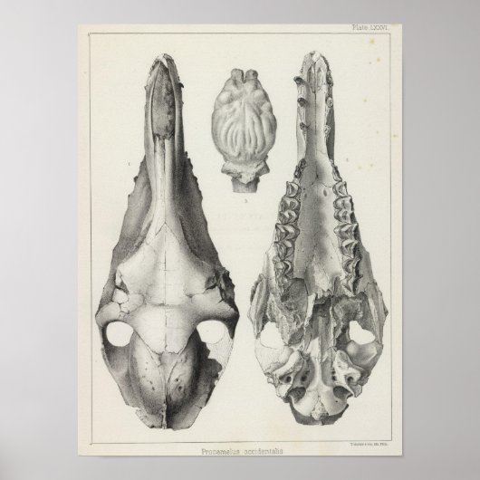 LXXVI Procamelus occidentalis Poster (Voorkant)