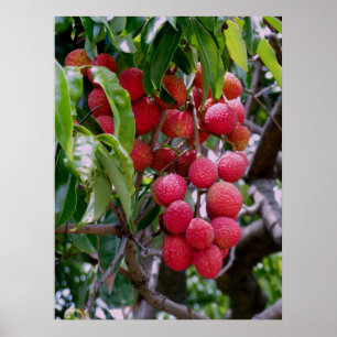 Lychees Fruit Poster