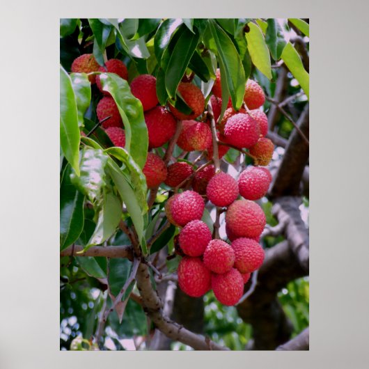 Lychees Fruit Poster (Voorkant)