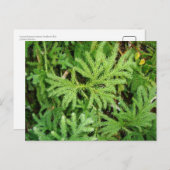 Lycopinatrium paniculatum, Zuid-Chili Briefkaart (Voorkant / Achterkant)