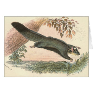 Lydekker - écureuil pilotant Phalanger/opossum