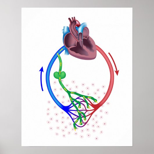 lymph fluid drainage diagram poster (Devant)