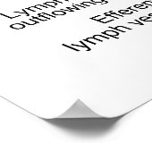 Lymph Node die Stroom van Lymph aan Lymph Sinuses  Poster (Hoek)