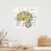 Lymph Node die Stroom van Lymph aan Lymph Sinuses  Poster (Keuken)