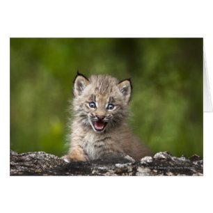 Lynx Bébé Regardant Sur Un Arbre Tombé